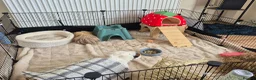 Guinea Pig rodents for sale: 1 Lunkarya male and 1 abyssinian male guinea pig.  in Dudley - Advert 4