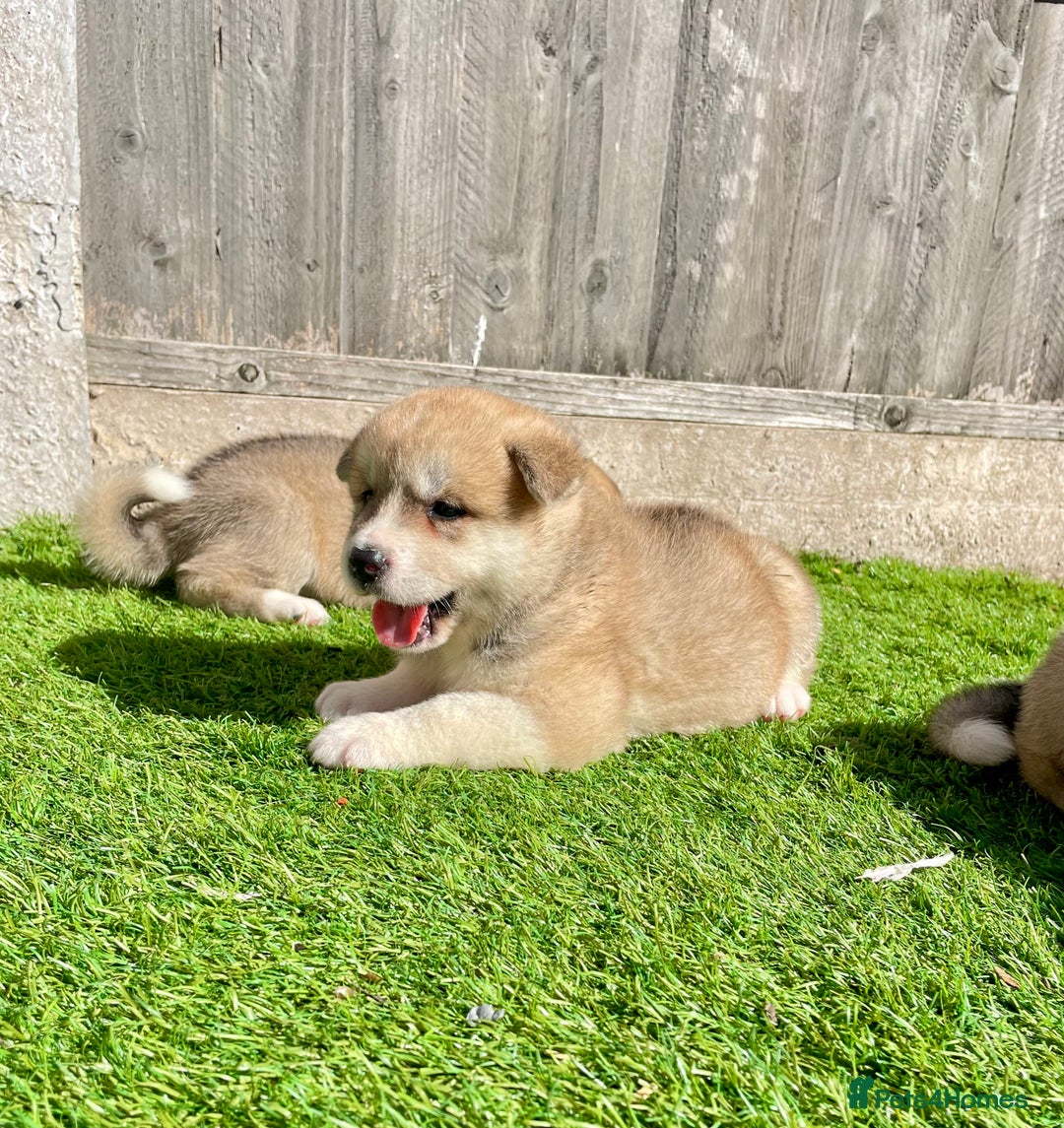 Akita dogs for sale: American Akita Puppys for sale  - Image 8