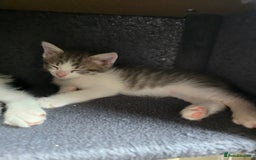 British Shorthair cats for sale: 6 beautiful kittens need a new home - Image 6
