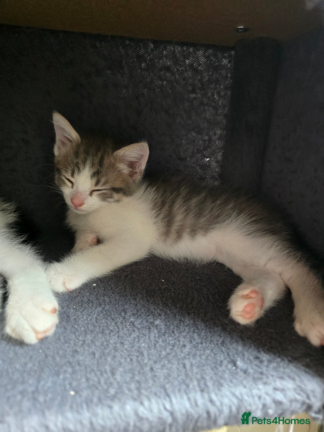 British Shorthair cats for sale: 6 beautiful kittens need a new home - Image 6