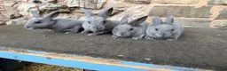 Rex rabbits for sale: Beautiful Baby  Blue mini Rex Rabbits  - Advert 2