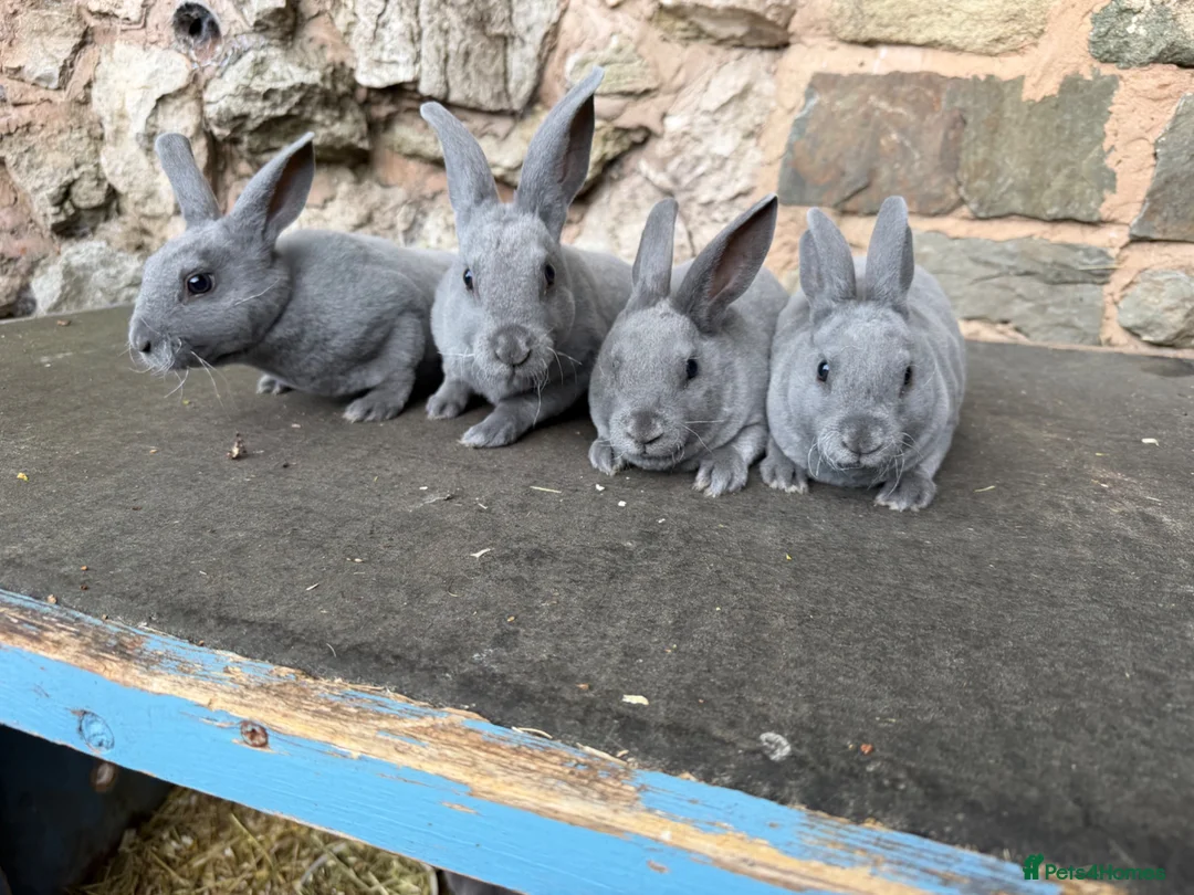 Rex rabbits for sale: Beautiful Baby  Blue mini Rex Rabbits  - Advert 2