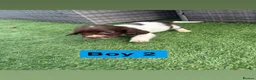 Sprocker dogs for sale: Sprocker spaniel puppies - Advert 6