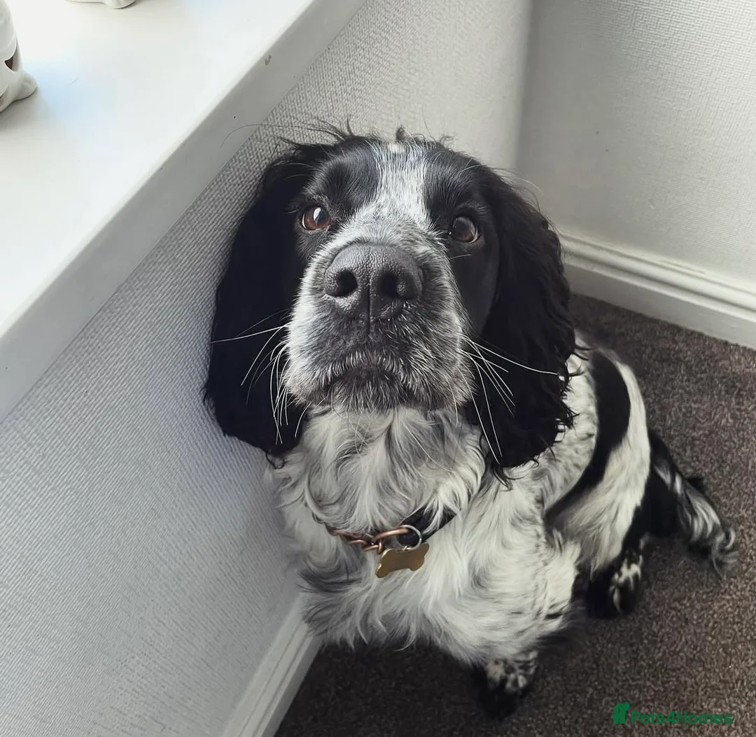 Sprocker dogs for stud: Twice proven handsome Sprocker available for stud in Mexborough - Advert 13