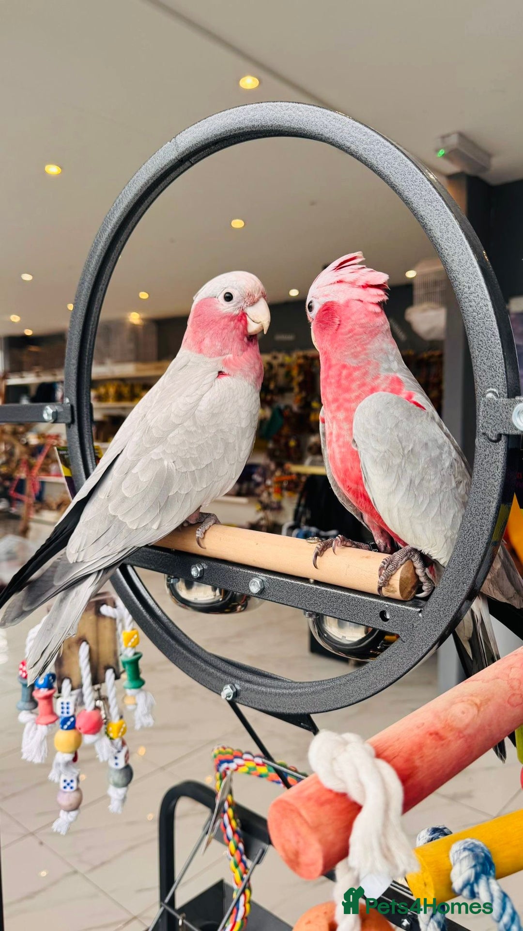 Parrots birds for sale: Parrots  - Image 2