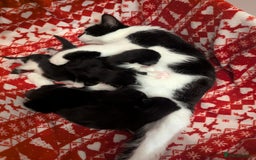 Mixed Breed cats for sale: 3 Beautiful Black and White Tuxedo Kittens  - Image 14