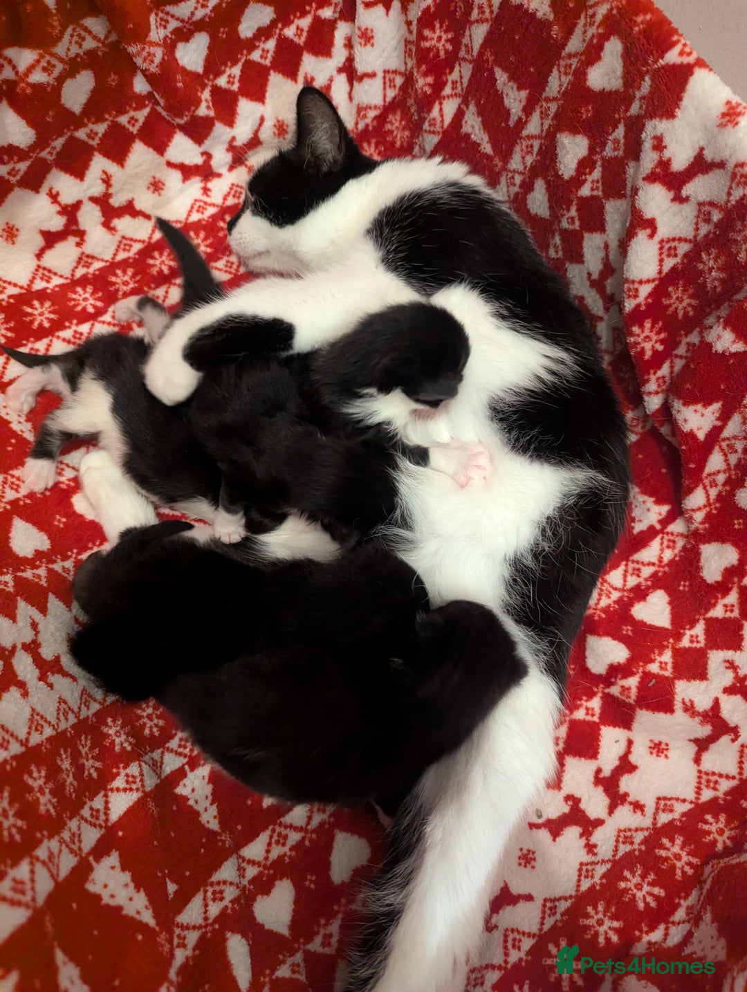 Mixed Breed cats for sale: 3 Beautiful Black and White Tuxedo Kittens  - Image 14