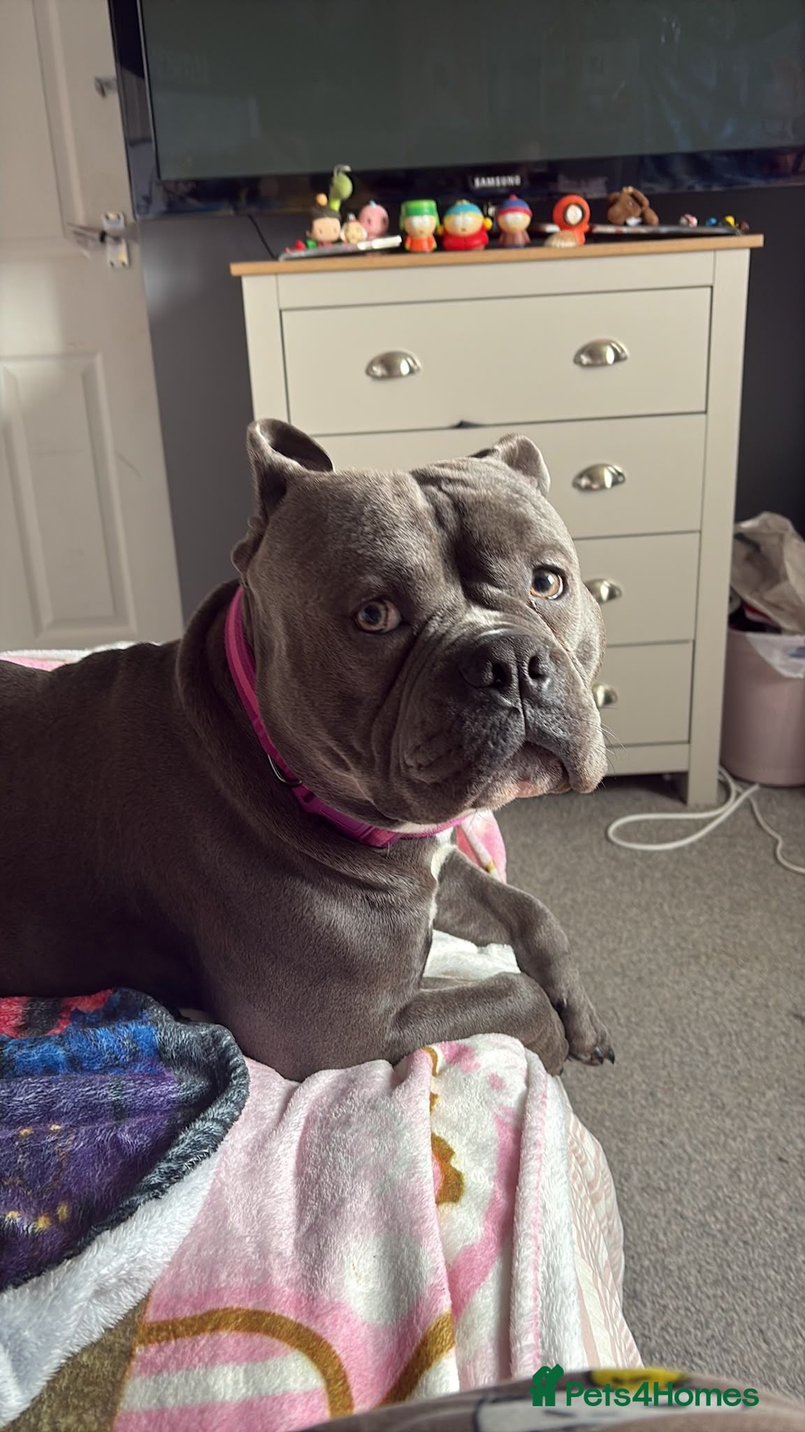 Mixed Breed dogs Stud pocket bully male 18 months old - Advert 17