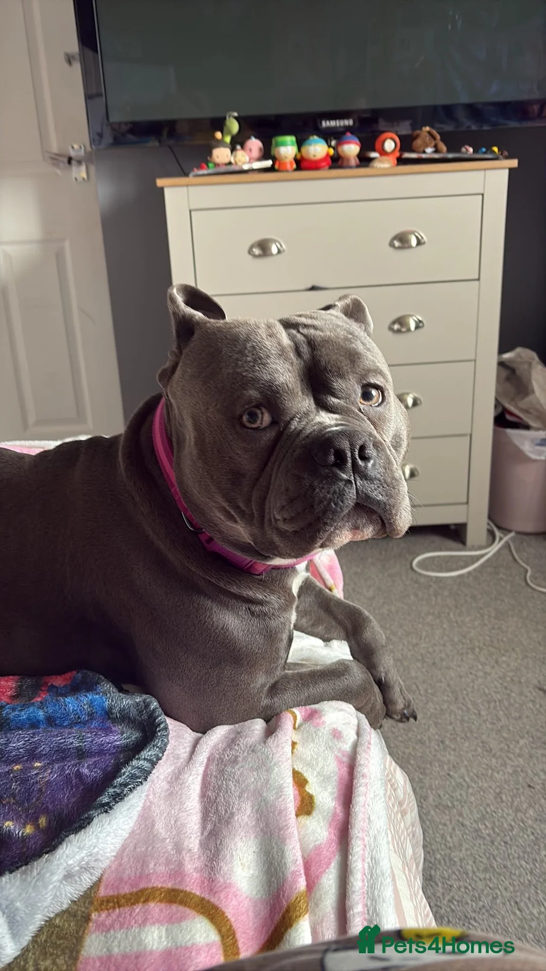 Mixed Breed dogs for sale: Stud pocket bully male 18 months old in Milford Haven - Advert 1