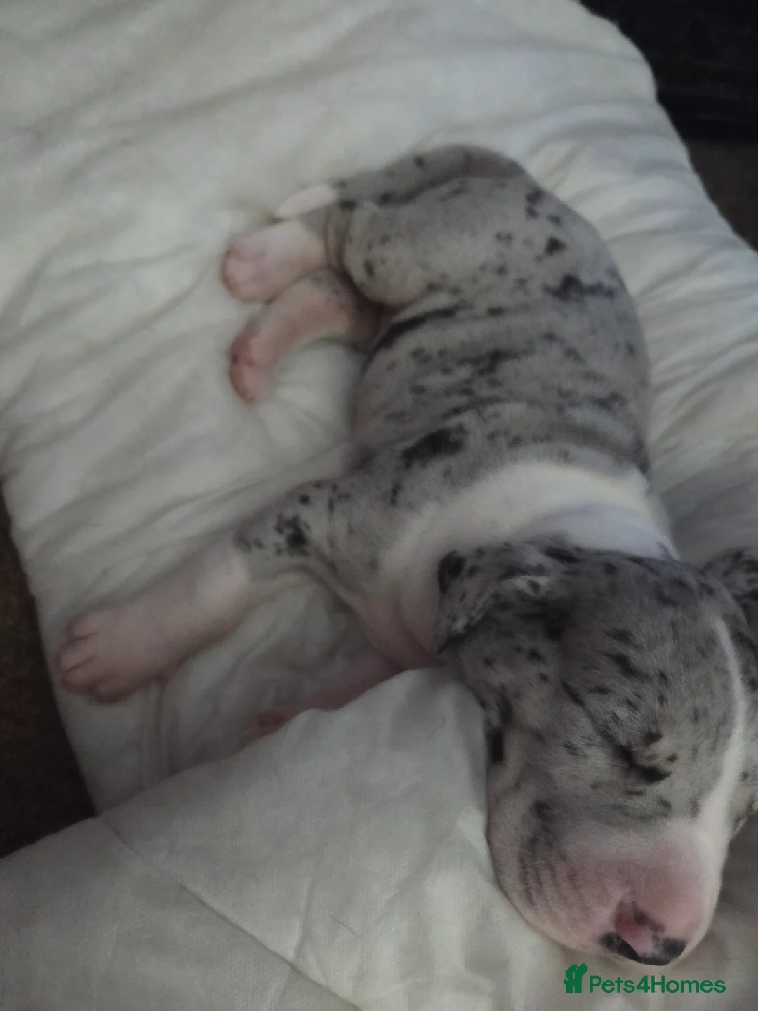 Great Dane dogs for sale: Greatdane puppies forsale - Advert 8