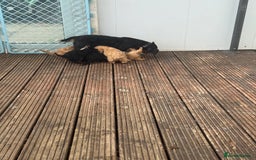 Cavapoo dogs for sale: Health-checked calm loving pups - Image 4
