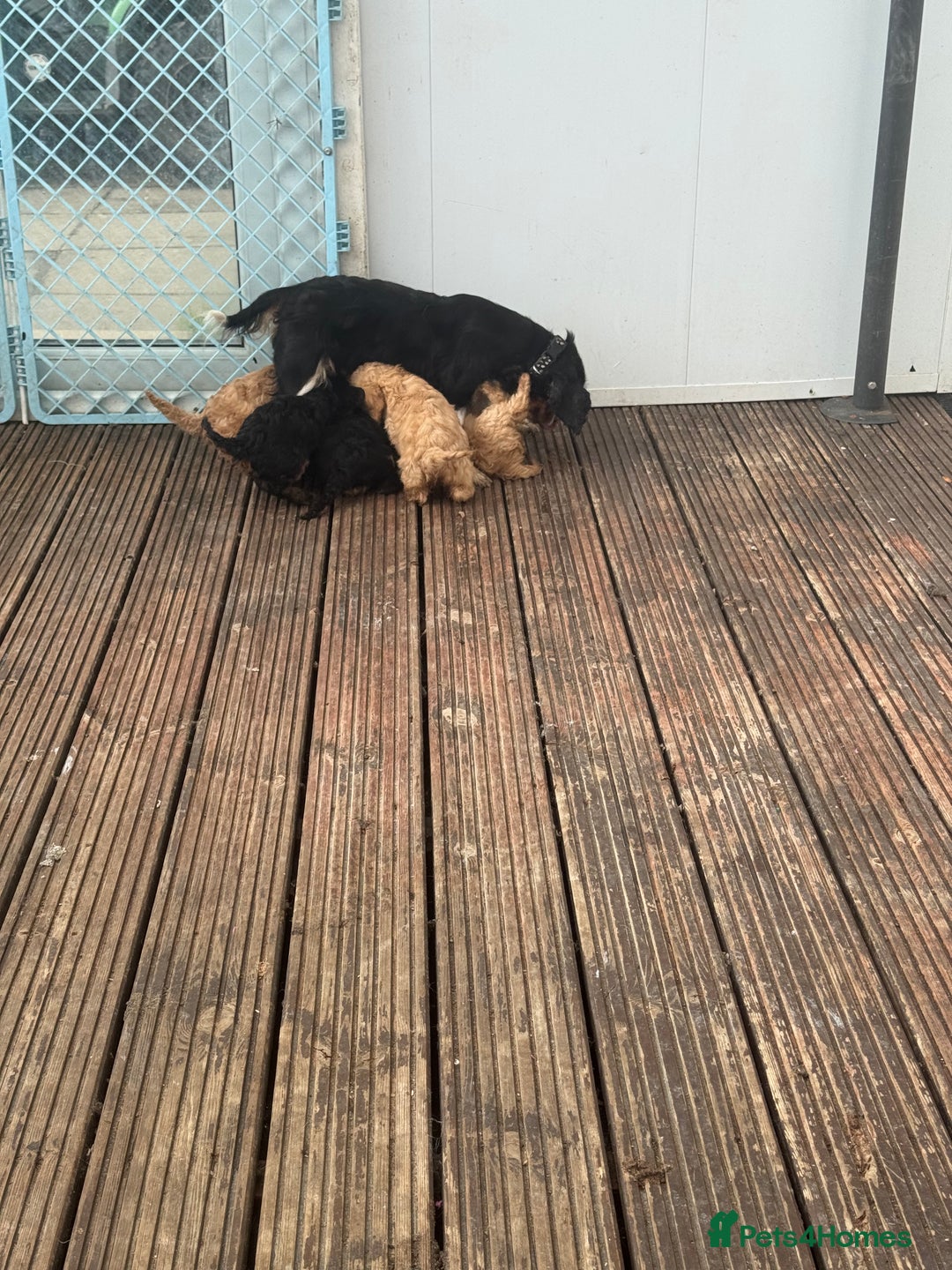 Cavapoo dogs for sale: Health-checked calm loving pups - Image 4