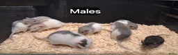 Rat rodents for sale: Baby Dumbo Eared Rat's Males and Females  - Advert 7