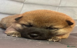 Japanese Shiba Inu dogs for sale: Adorable Japanese Shiba Inu Puppy Little Sunshine  - Image 9