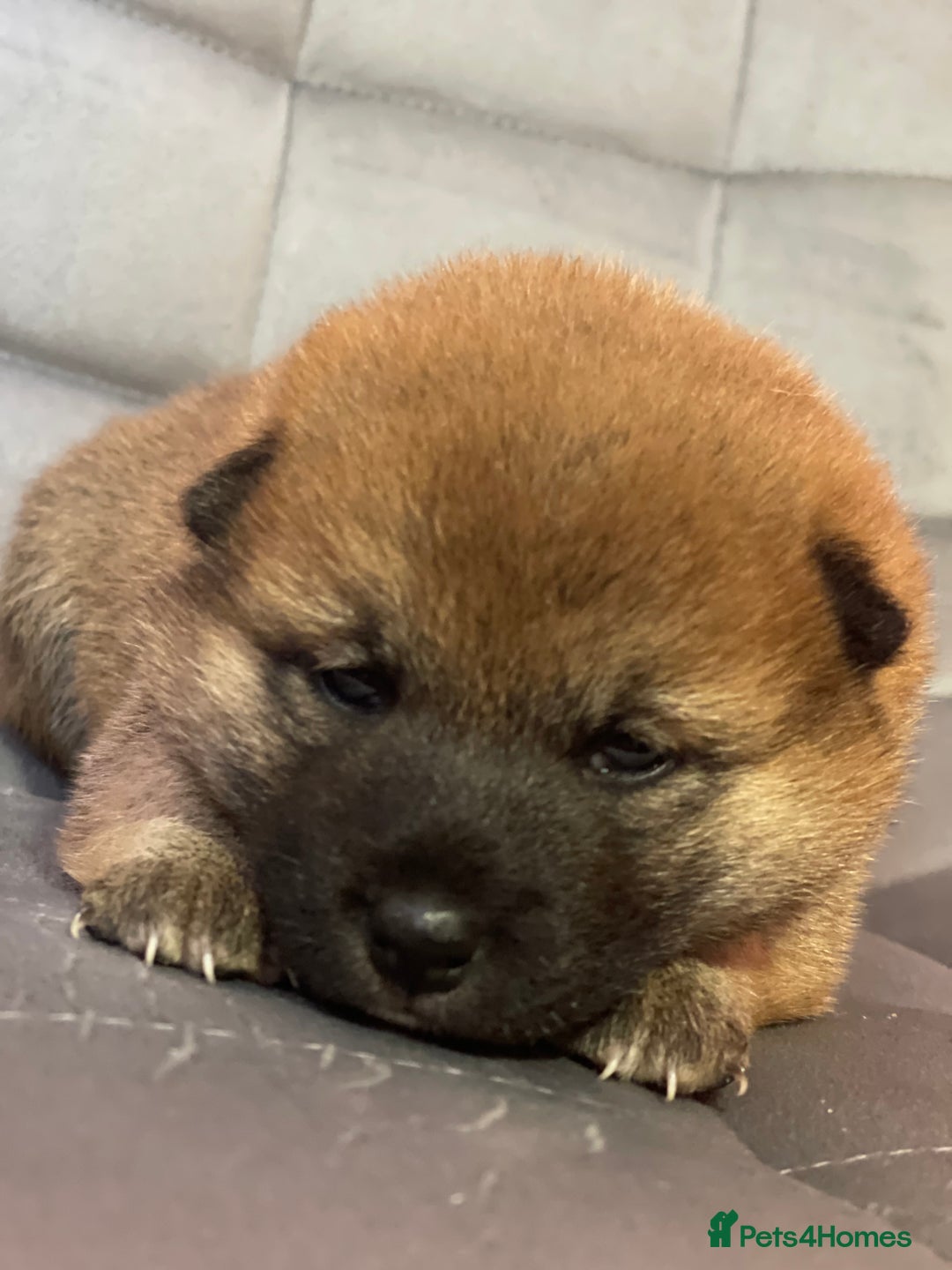 Japanese Shiba Inu dogs for sale: Adorable Japanese Shiba Inu Puppy Little Sunshine  - Image 9
