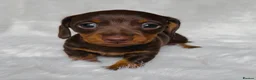 Miniature Dachshund dogs for sale: KC Reg Chocolate Dapple Miniature Dachshund P - Advert 2