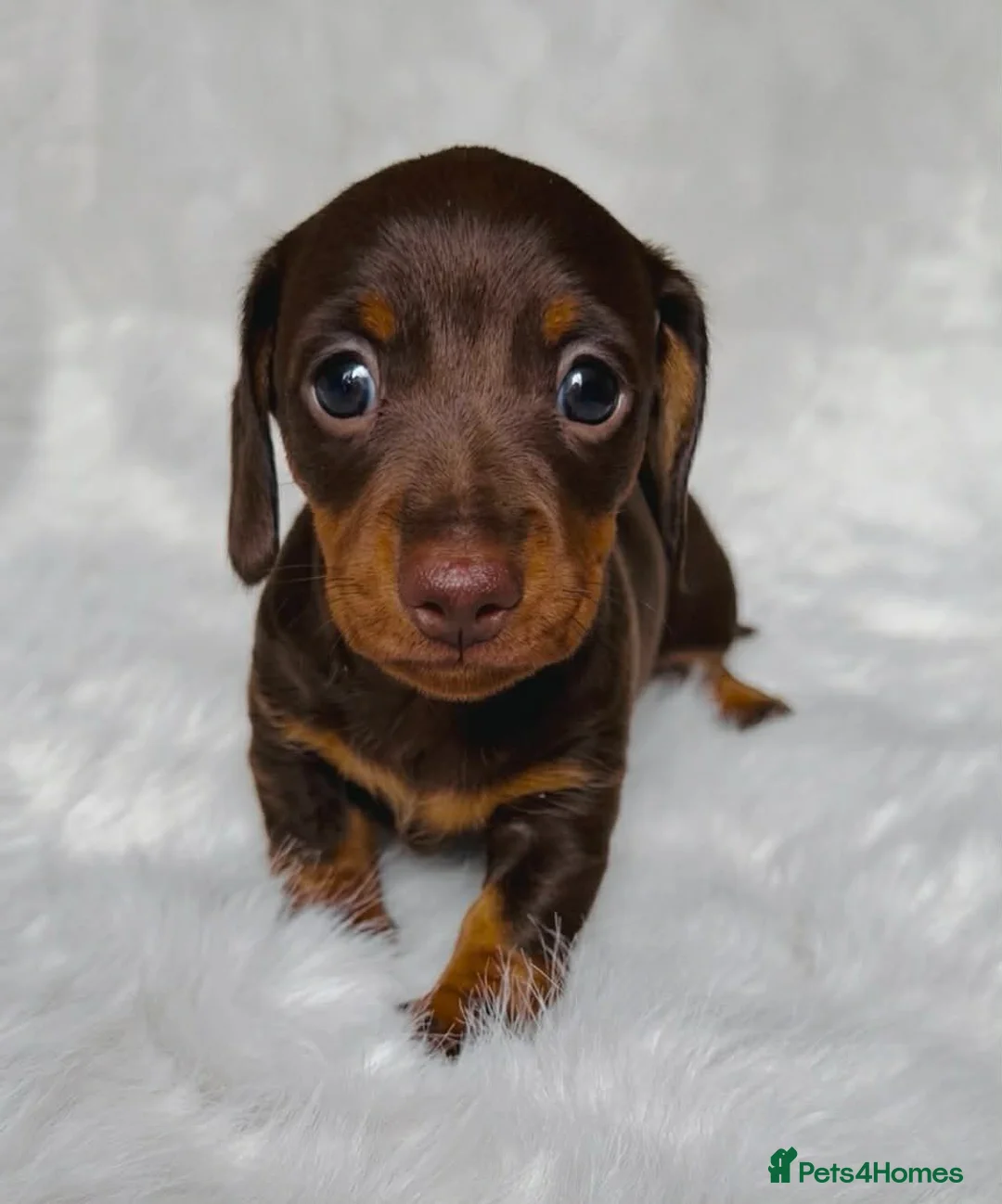 Miniature Dachshund dogs for sale: KC Reg Chocolate Dapple Miniature Dachshund P - Advert 2