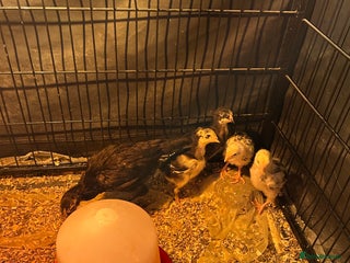 Chickens poultry - Advert 36