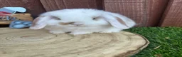 Mini Lop rabbits for sale: 🥰😍Stunning purebred mini lops ready to reserve  - Advert 9