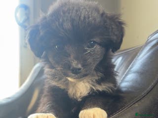 Mixed Breed dogs Cute Corgipoo s in need of home !! - Advert 9