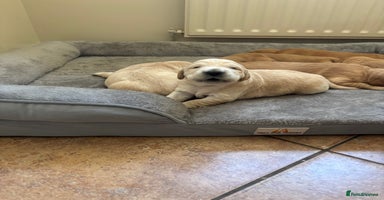 Golden Retriever dogs - Advert 12