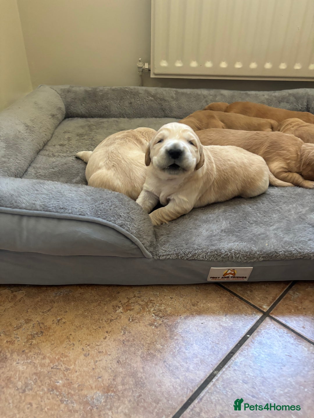 Golden Retriever dogs for sale: Beautiful KC Registered Golden Retrievers for Sale - Image 2