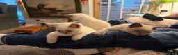 British Shorthair cats for sale: sweet gentle British Shorthair silky coat Kittens - Advert 15