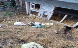 Mixed Breed rabbits for sale: Male pair must stay together  - Image 4