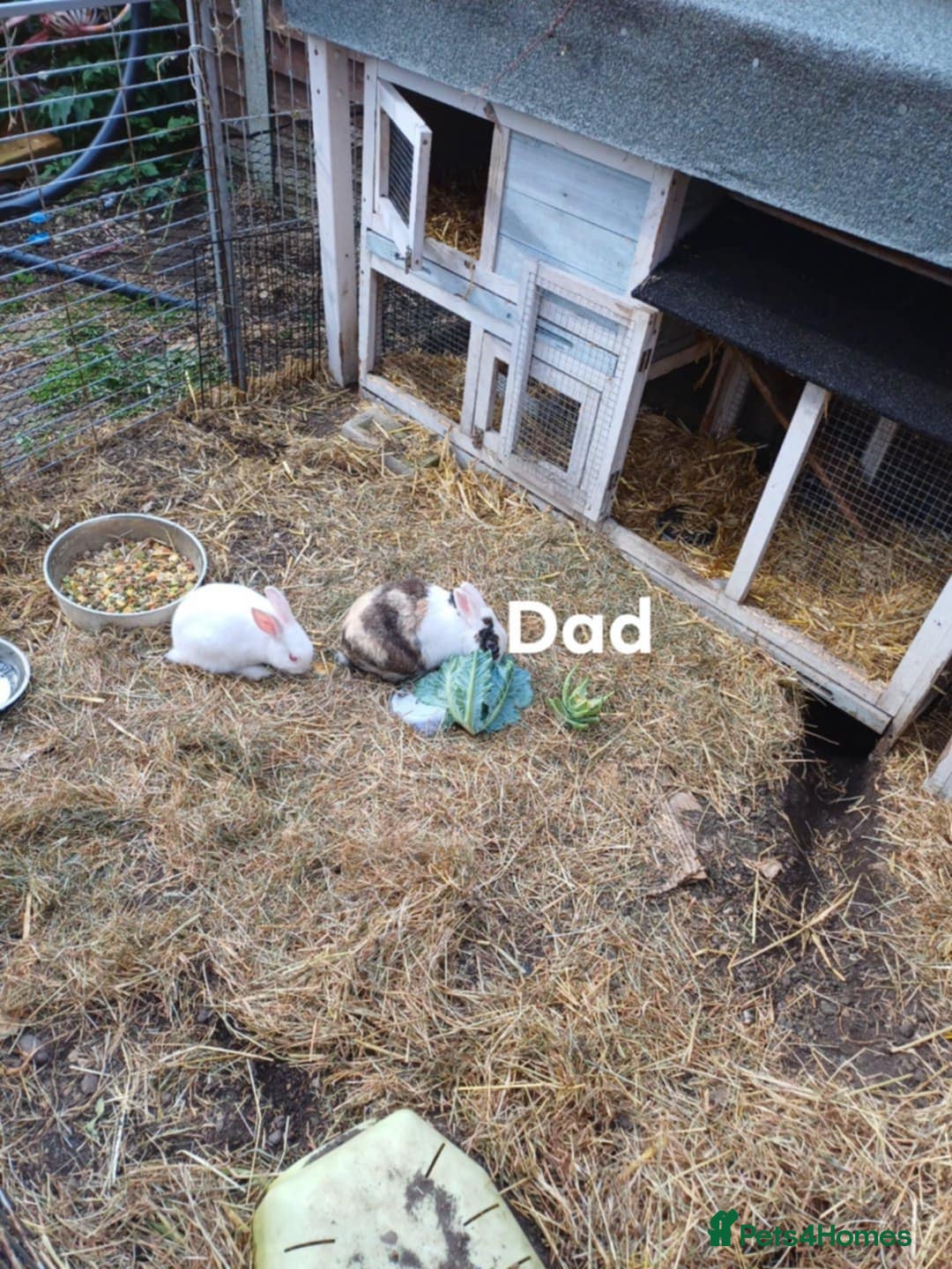 Mixed Breed rabbits for sale: Male pair must stay together  - Image 4