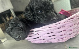 Cockapoo dogs for sale: 7 F1b Cockapoos  - Image 10