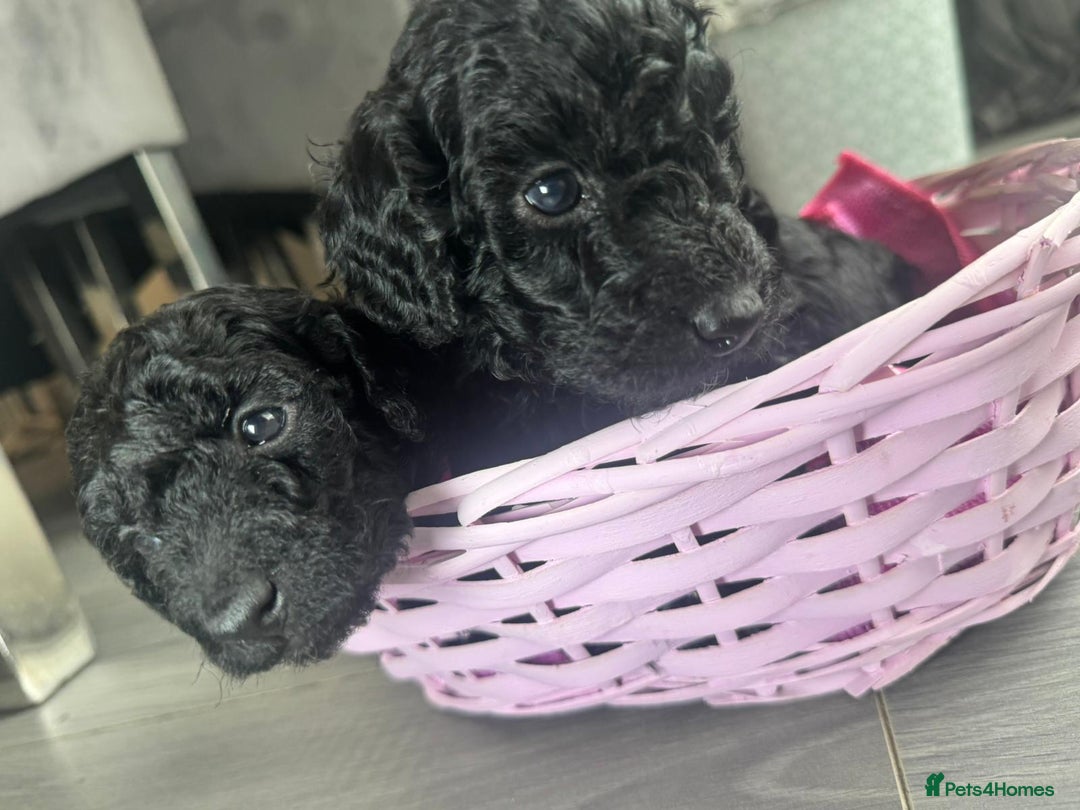 Cockapoo dogs for sale: 7 F1b Cockapoos  - Image 10