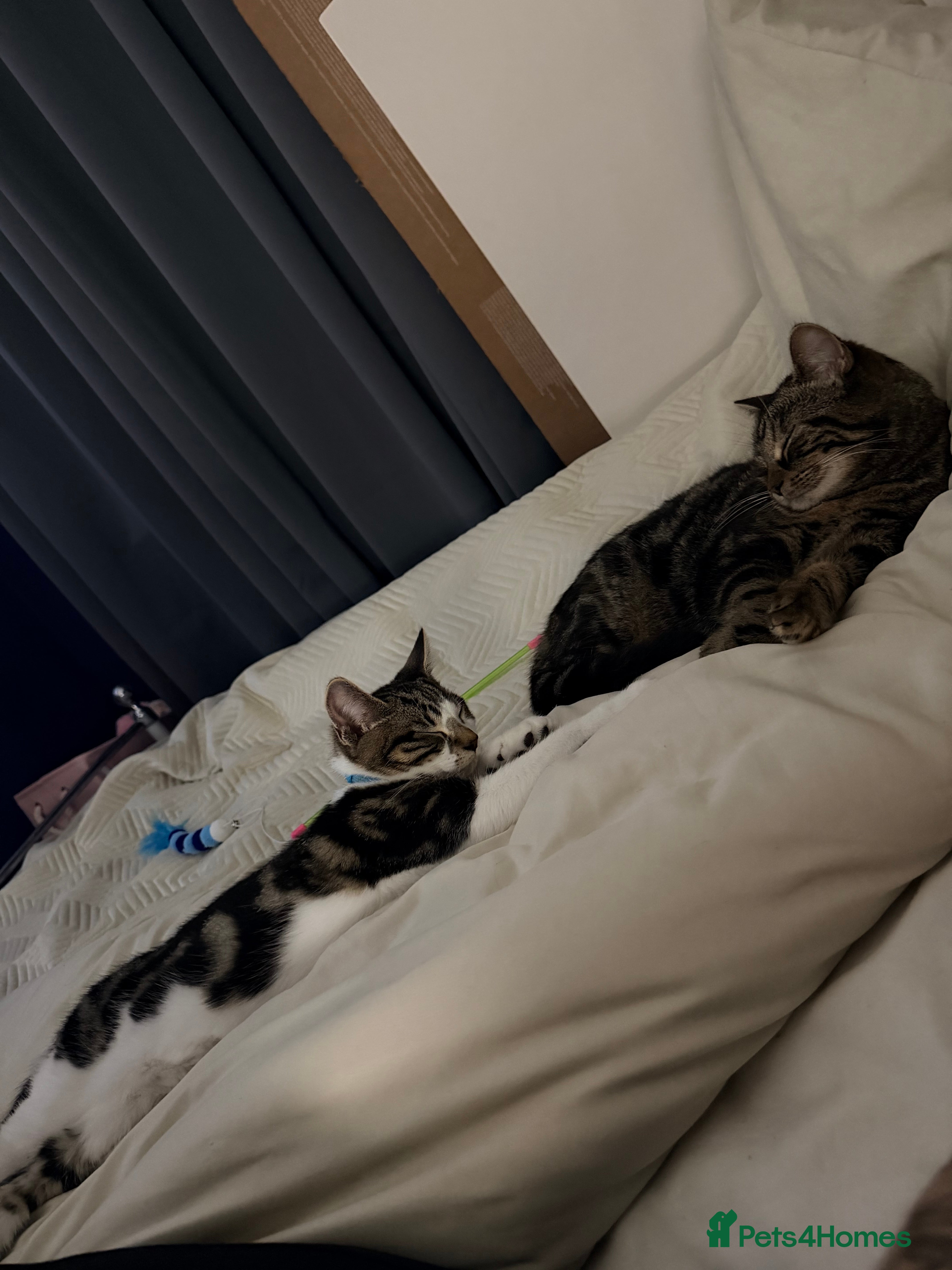 Domestic Shorthair cats 2 kittens  - Advert 2