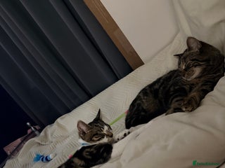 Domestic Shorthair cats 2 kittens - Advert 1