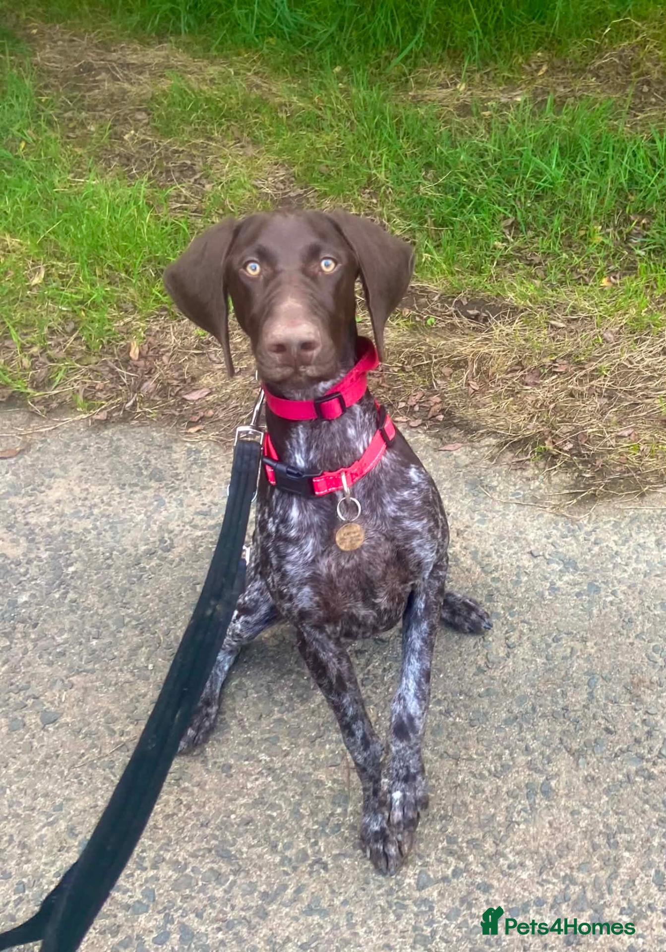 German Shorthaired Pointer dogs Stunning GSP female - Advert 1