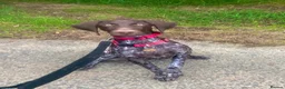 German Shorthaired Pointer dogs for sale: Stunning GSP female - Advert 1