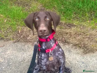 German Shorthaired Pointer dogs Stunning GSP female - Advert 1