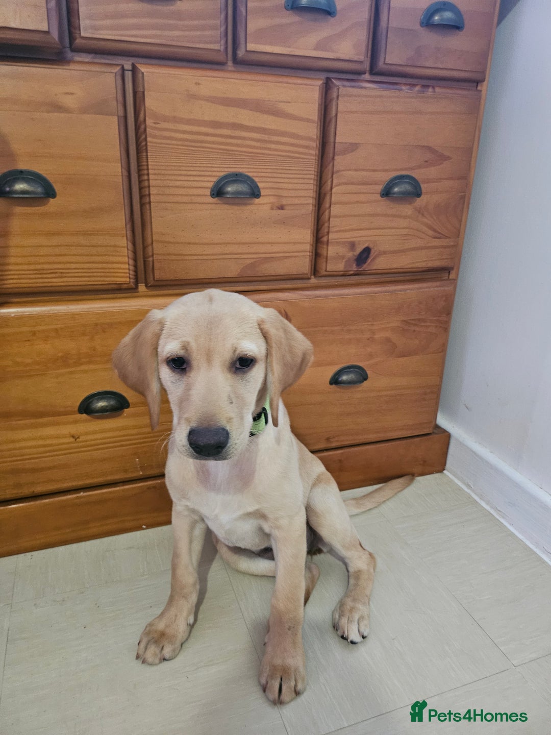 Golden Retriever dogs for sale: Golden retriever - Image 1