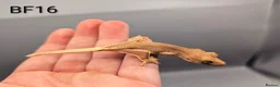 Gecko reptiles for sale: Red Lily White Crested Gecko CB25  - Advert 3