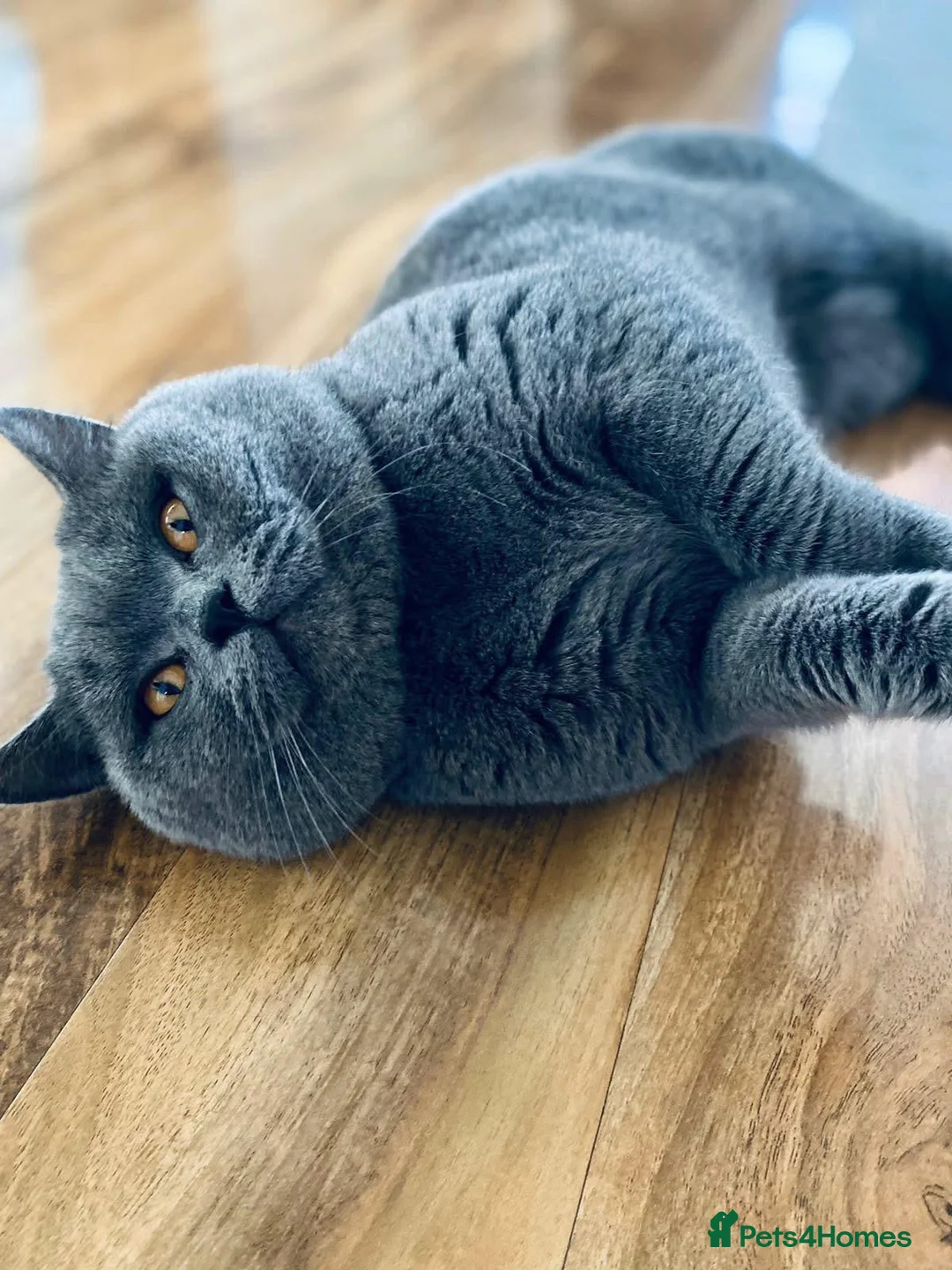 British Shorthair cats for sale: British Shorthair Boy - Advert 3