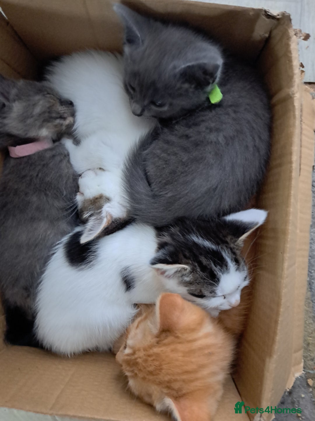 Mixed Breed cats for sale: 6 kittens  - Advert 2