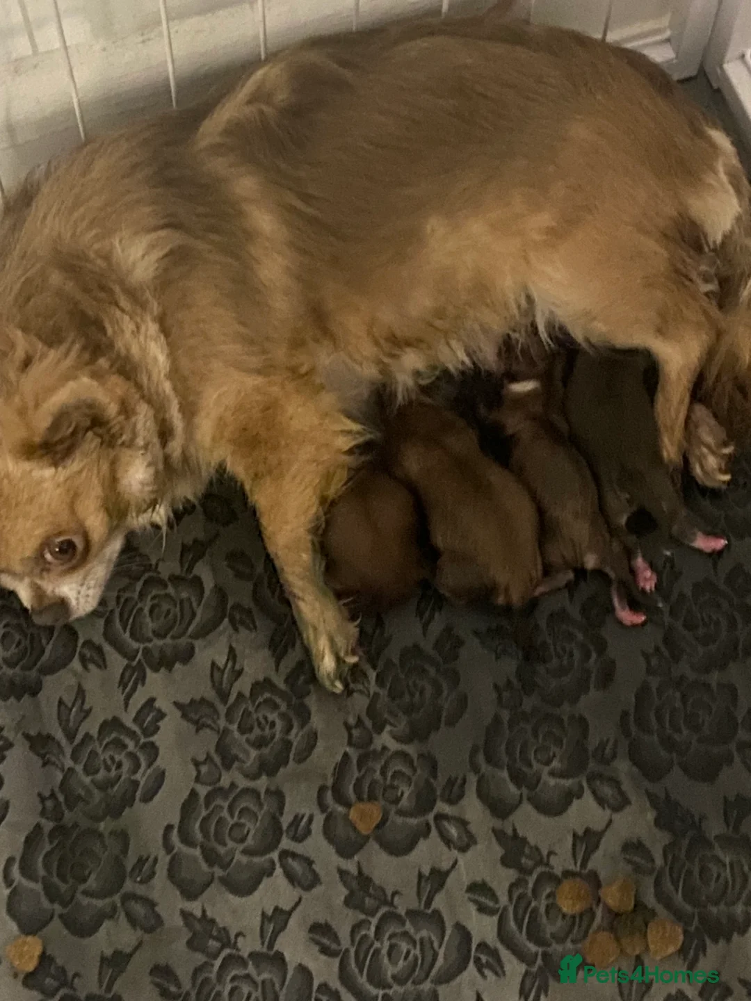 Chihuahua dogs for sale: ❌❌❌ STUNNING CHIHUAHUA PUPs ❌❌❌ - Advert 2