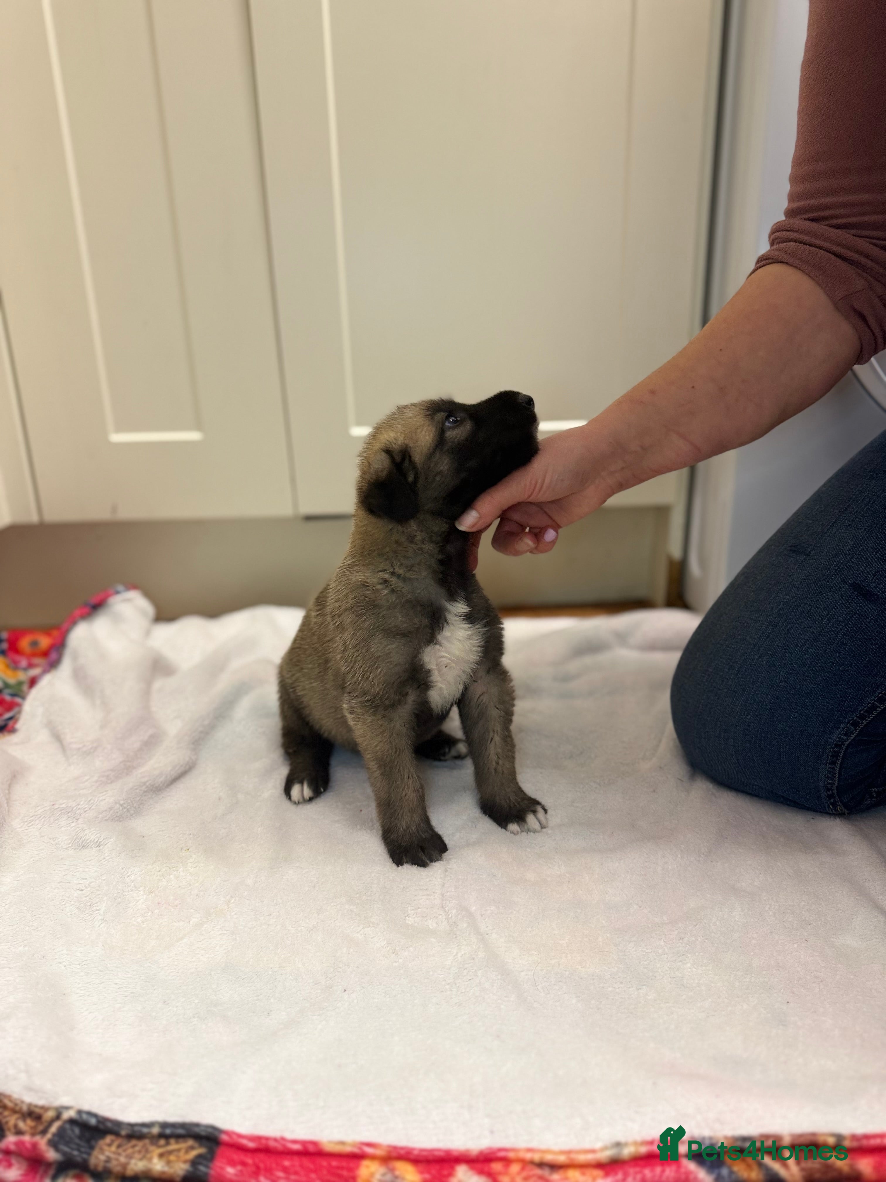 Irish Wolfhound dogs Bred From Extensively Health Tested Parents - Advert 8