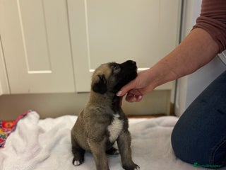 Irish Wolfhound dogs Bred From Extensively Health Tested Parents - Advert 13