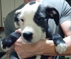 Mixed Breed dogs Bull wheaten pup available ready to go - Advert 16