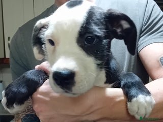 Mixed Breed dogs Bull wheaten pup available ready to go - Advert 1