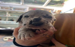 Great Dane dogs for sale: Great Dane puppy’s  - Image 12