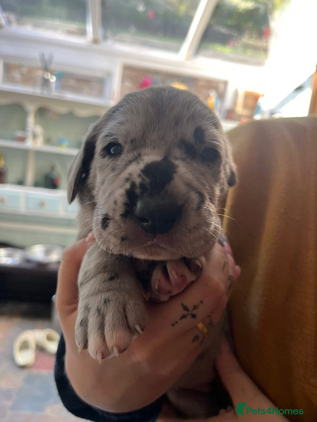 Great Dane dogs for sale: Great Dane puppy’s  - Image 12