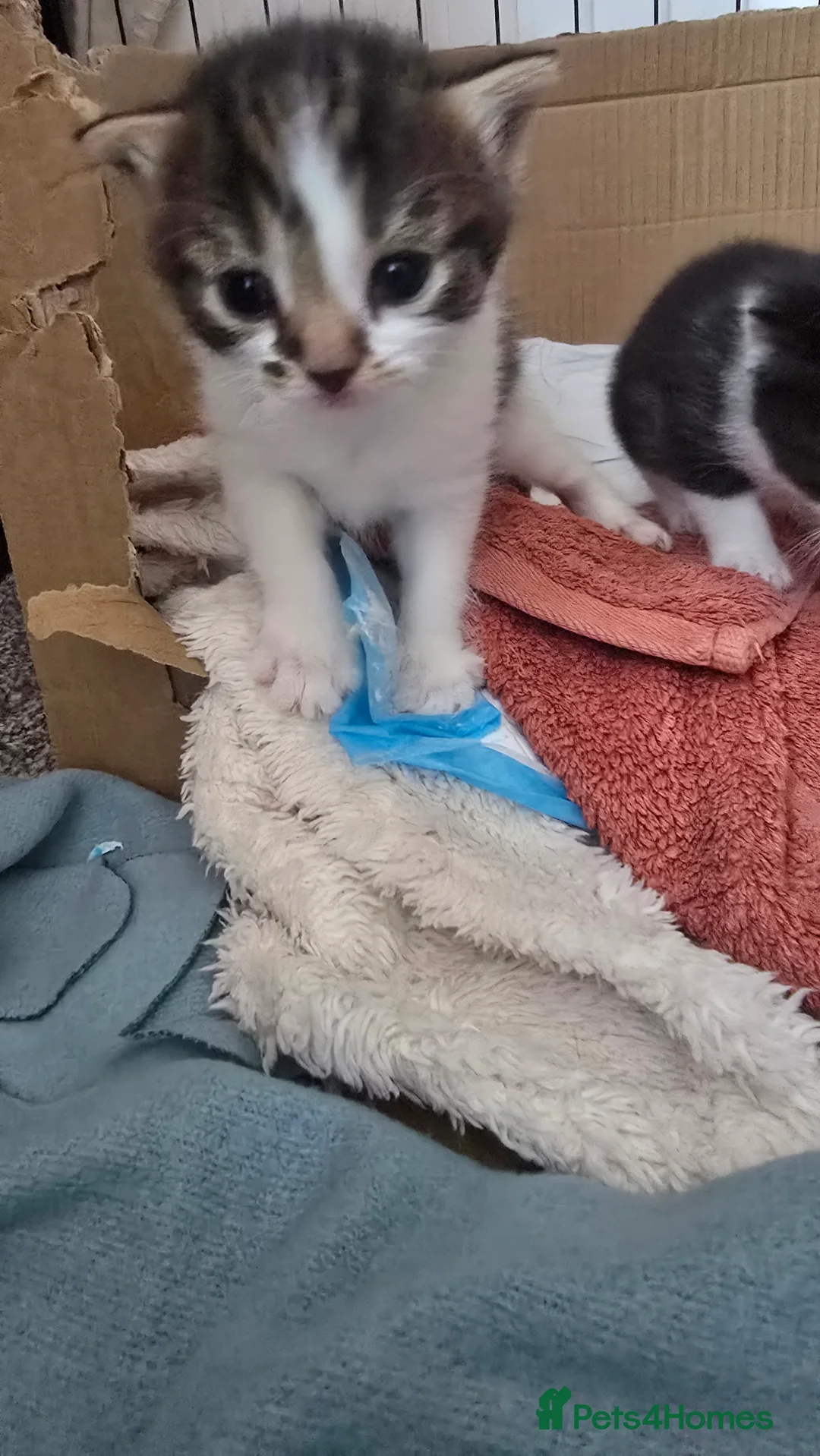Mixed Breed cats for sale: 3 kittens for sale in Darlington - Advert 7