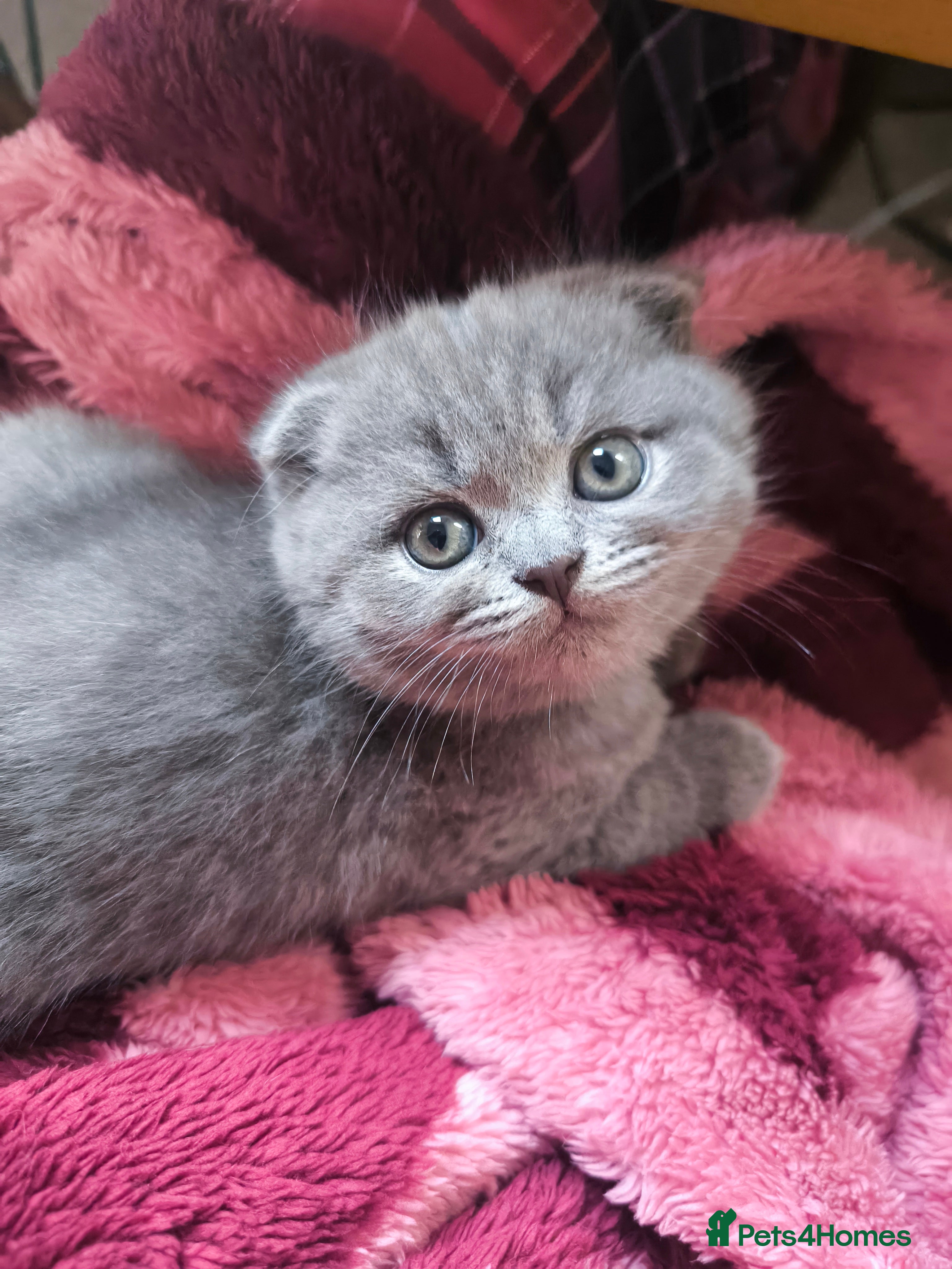 Scottish Fold cats 2LEFT !! Fluffy Top-Quality Scottish Fold Kittens  - Advert 4