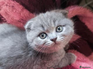 Scottish Fold cats 2LEFT !! Fluffy Top-Quality Scottish Fold Kittens - Advert 4